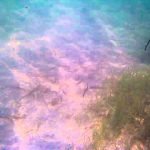 Liquid Image Underwater Video Camera - 8.0MP XSC Explorer Series